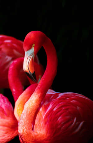 Stunning Pink Flamingo Floating In A Rock Pool On An Iphone Wallpaper