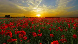 Stunning Poppy Field At Sunset Wallpaper