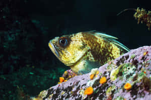 Stunning Quillback Rockfish In Its Natural Habitat Wallpaper