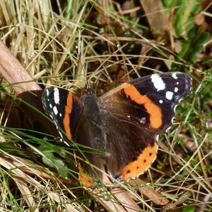 Stunning Red Admiral Butterfly On A Blooming Flower Wallpaper