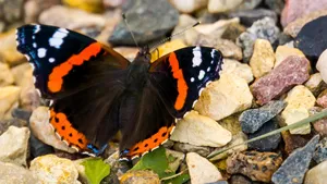 Stunning Red Admiral Butterfly On A Blooming Flower Wallpaper