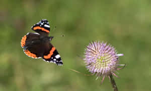 Stunning Red Admiral Butterfly On A Flower Wallpaper