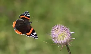 Stunning Red Admiral Butterfly On A Flower Wallpaper