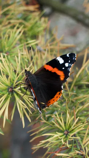 Stunning Red Admiral Butterfly On A Flower Wallpaper