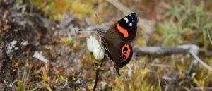 Stunning Red Admiral Butterfly On Flowers Wallpaper