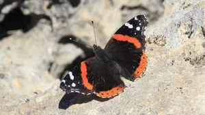 Stunning Red Admiral Butterfly Perched On A Blossoming Branch Wallpaper