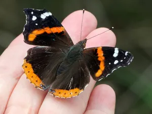 Stunning Red Admiral Butterfly Perched On A Flower Wallpaper