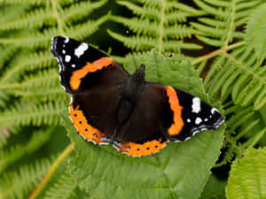 Stunning Red Admiral Butterfly Perched On A Leaf Wallpaper