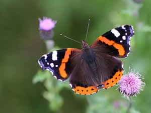 Stunning Red Admiral Butterfly Perched On A Leaf Wallpaper