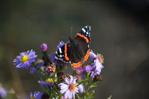 Stunning Red Admiral Butterfly Perched On A Leaf Wallpaper