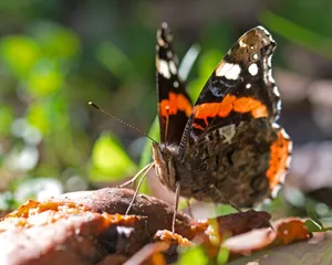 Stunning Red Admiral Butterfly Perched On A Leaf Wallpaper
