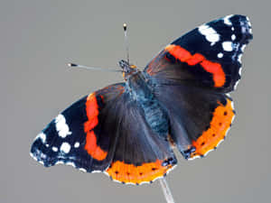 Stunning Red Admiral Butterfly Perched On A Vibrant Leaf Wallpaper