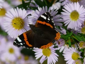 Stunning Red Admiral Butterfly Resting On A Lush Green Leaf Wallpaper
