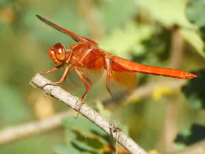 Stunning Red Dragonfly Close-up Wallpaper