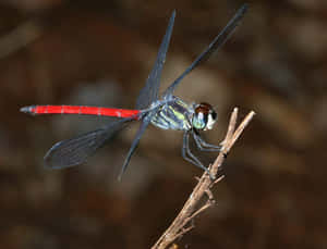 Stunning Red Dragonfly Close-up Wallpaper