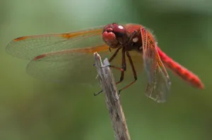 Stunning Red Dragonfly Perched On A Branch Wallpaper