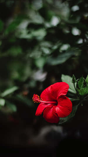 Stunning Red Hibiscus In Full Bloom Wallpaper