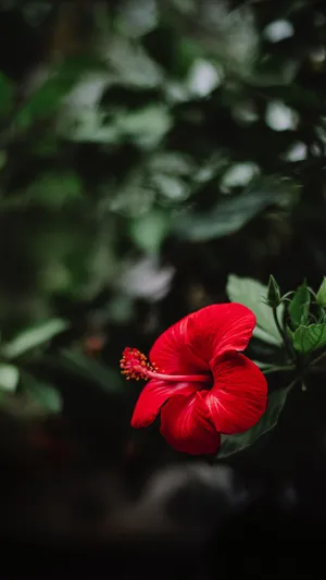 Stunning Red Hibiscus In Full Bloom Wallpaper