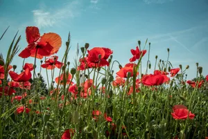 Stunning Red Poppy Field In Full Bloom Wallpaper