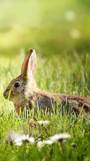 Stunning Road Trip Through Majestic Forest Wallpaper