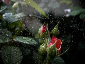 Stunning Rose Drenched In Raindrops Wallpaper