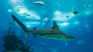 Stunning Serenity Of 4k Underwater World Wallpaper