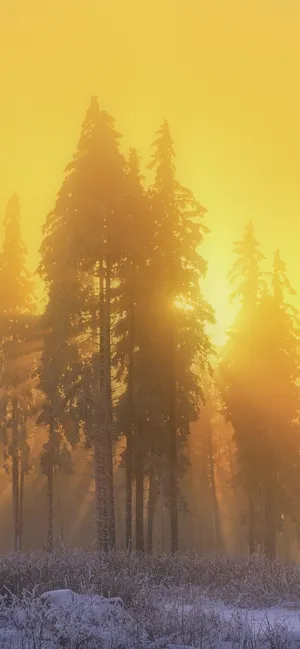 Stunning Shades Of A Yellow Sky Wallpaper