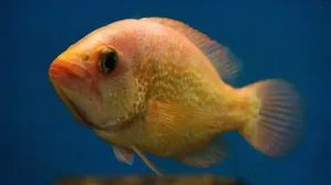 Stunning Shimmering Fish Scale Pattern Wallpaper