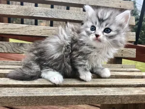 Stunning Siberian Cat Relaxing On The Grass Wallpaper