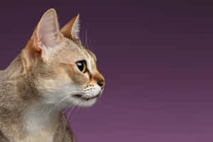 Stunning Skyline Of Singapura Wallpaper