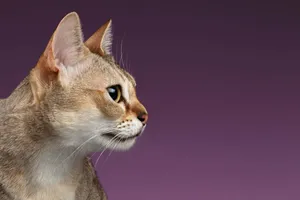 Stunning Skyline Of Singapura Wallpaper