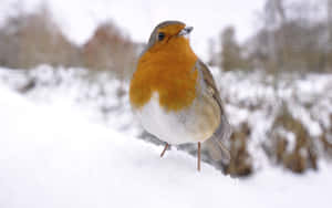 Stunning Snow Bird Perched On A Snowy Branch Wallpaper