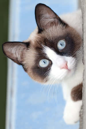 Stunning Snowshoe Cat Posing With Blue Eyes Wallpaper