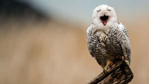 Stunning Snowy Owl In Icy Winter Landscape Wallpaper