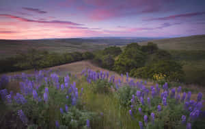 Stunning Spring Sunrise In The Meadow Wallpaper