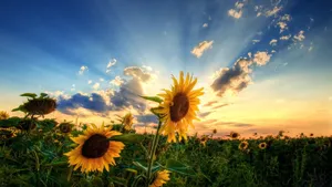 Stunning Sun In Fields Wallpaper