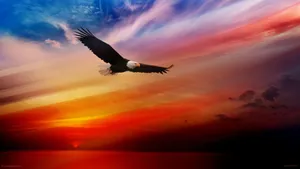 Stunning Sunset Against Flying Bald Eagle Bird Wallpaper