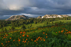 Stunning Sunset Over Siberian Wilderness Wallpaper