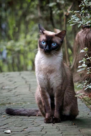 Stunning Thai Blue Cat Posing Elegantly Wallpaper