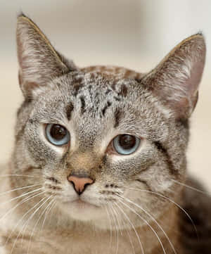 Stunning Thai Blue Cat With Captivating Eyes Wallpaper