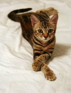 Stunning Toyger Cat Gazing Outdoors Wallpaper