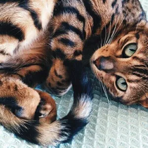 Stunning Toyger Cat Lounging In Sunlight Wallpaper