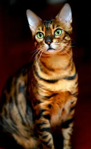 Stunning Toyger Posing In Nature Wallpaper