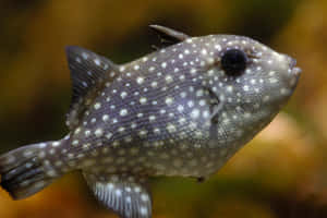 Stunning Triggerfish Swimming In Coral Reef Wallpaper