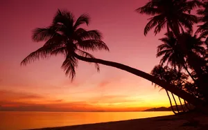 Stunning Tropical Beach With Towering Palm Trees Wallpaper