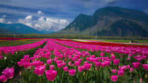 Stunning Tulip Field In Full Bloom Wallpaper