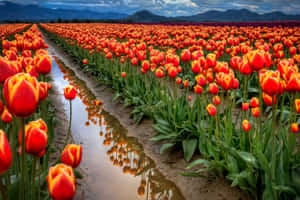 Stunning Tulip Field In Full Bloom Wallpaper