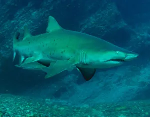 Stunning Underwater Shot Of Nurse Shark Wallpaper