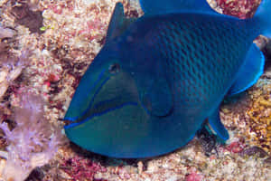 Stunning Underwater View Of A Unique Triggerfish Wallpaper