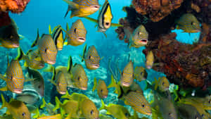 Stunning Underwater World Of 3d Fish Wallpaper